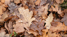 Данные о массовой гибели кабанов на Кубани не подтвердились