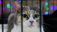 Полиция Кубани проводит проверку информации об издевательствах над 700 животными