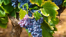 На Кубани собрали рекордный урожай винограда