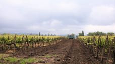 Площадь виноградников на Кубани увеличилась на 30%