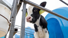 На Кубани получили клонированного теленка с нормальным весом