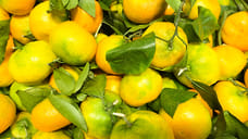 На Кубани собрали 700 килограммов цитрусовых и 15,6 тонны субтропических культур