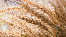 Доля регионов юга РФ в экспорте пшеницы может упасть до минимальных 57%