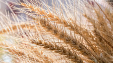 На развитие АПК в 2026 году на Кубани направят 10,3 млрд рублей