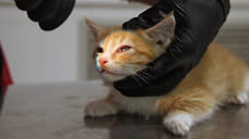 Количество ветеринарных клиник в Краснодаре увеличилось на 7,3%