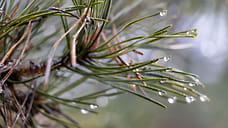 Власти Кубани не стали вызывать искусственные дожди для борьбы с засухой