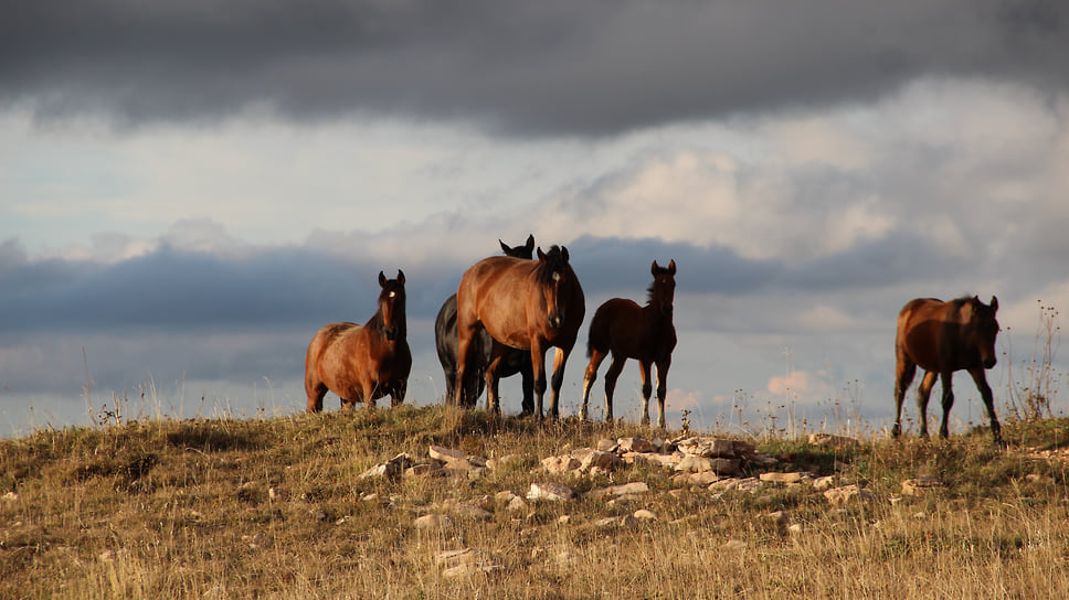 Лошади пасутся на плато