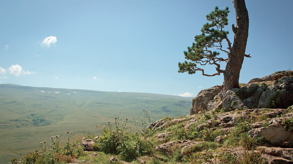 Одинокое дерево на плато