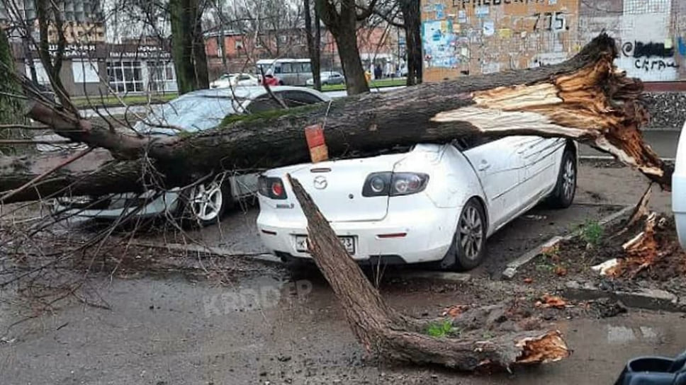 Придавленный упавшим деревом автомобиль на ул. Сормовской
