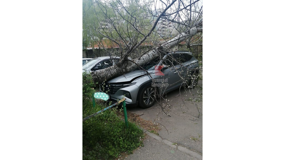 Еще одно упавшее дерево повредило дорогую иномарку на ул. Думенко
