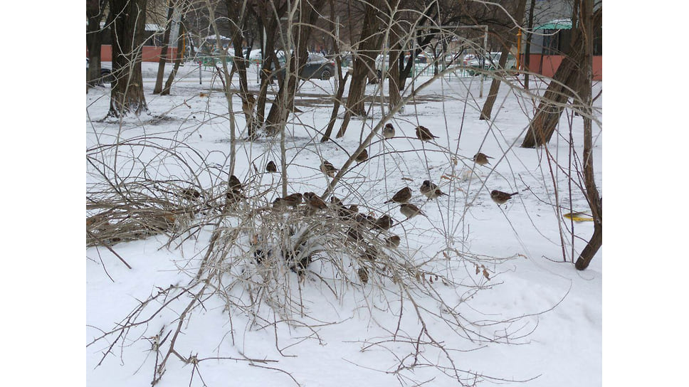 Воробьи купаются в снегу.
