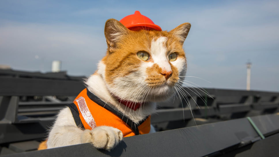 Рыже-белый кот Мостик стал символом строительства Крымского моста. В 2015 году его приютили строители. Позже у кота появился блог, в котором публиковались отчеты о строительстве сооружения. Когда мост был достроен, кот Мостик первым прошелся по нему
