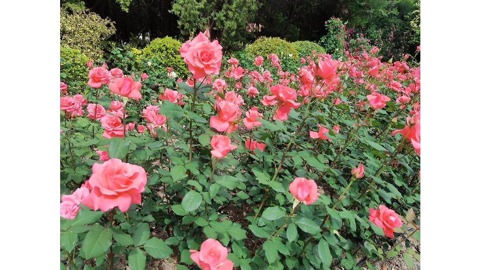 Достижения ботанического сада в области селекции садовых роз получили мировое признание
