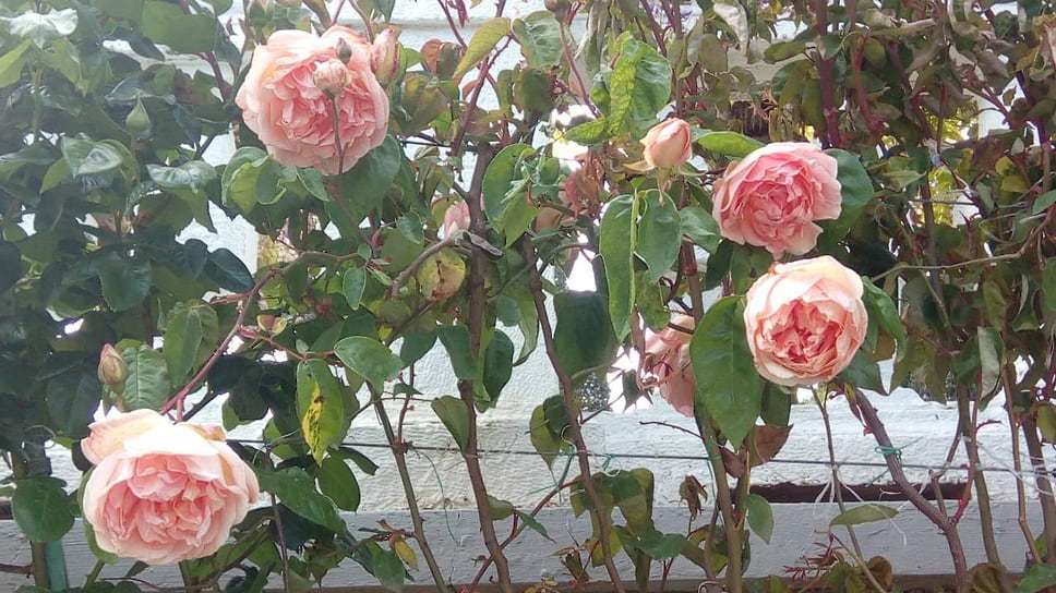 Первый сорт роз отечественной селекции назван в честь графини Елизаветы Воронцовой
