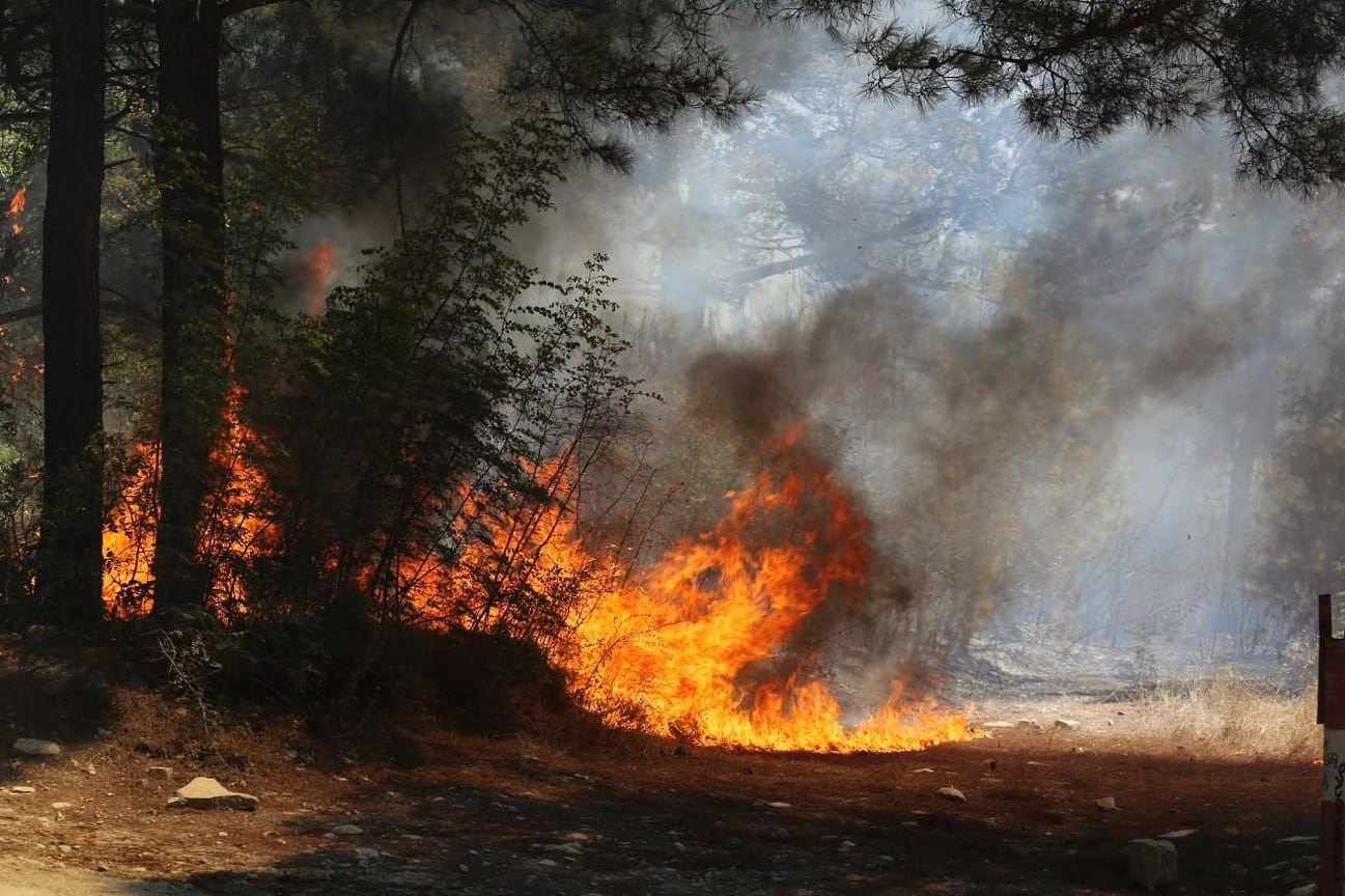 Днем 18 августа огонь вспыхнул на территории СНТ «Сосновое» в Геленджике, которое расположено на берегу Черного моря, где растут реликтовые пицундские сосны