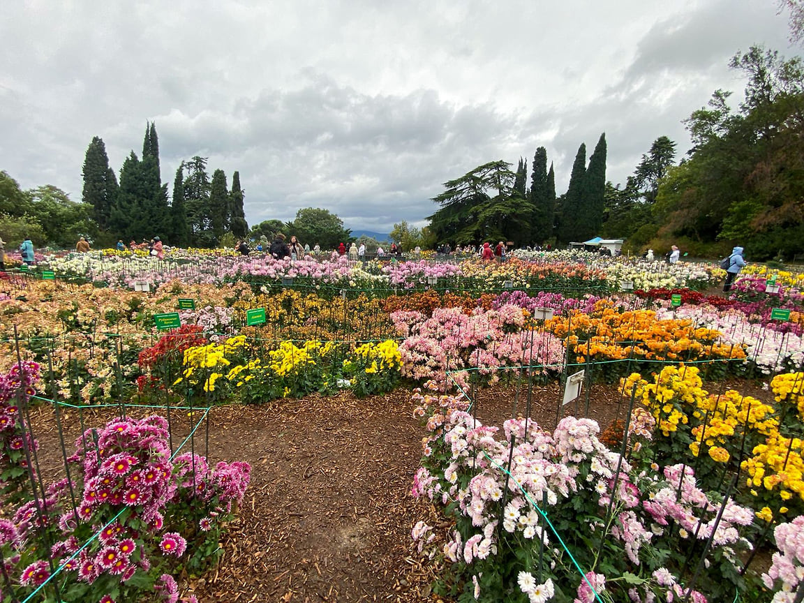 На бал хризантем представлено 263 сорта селекции Никитского ботанического сада