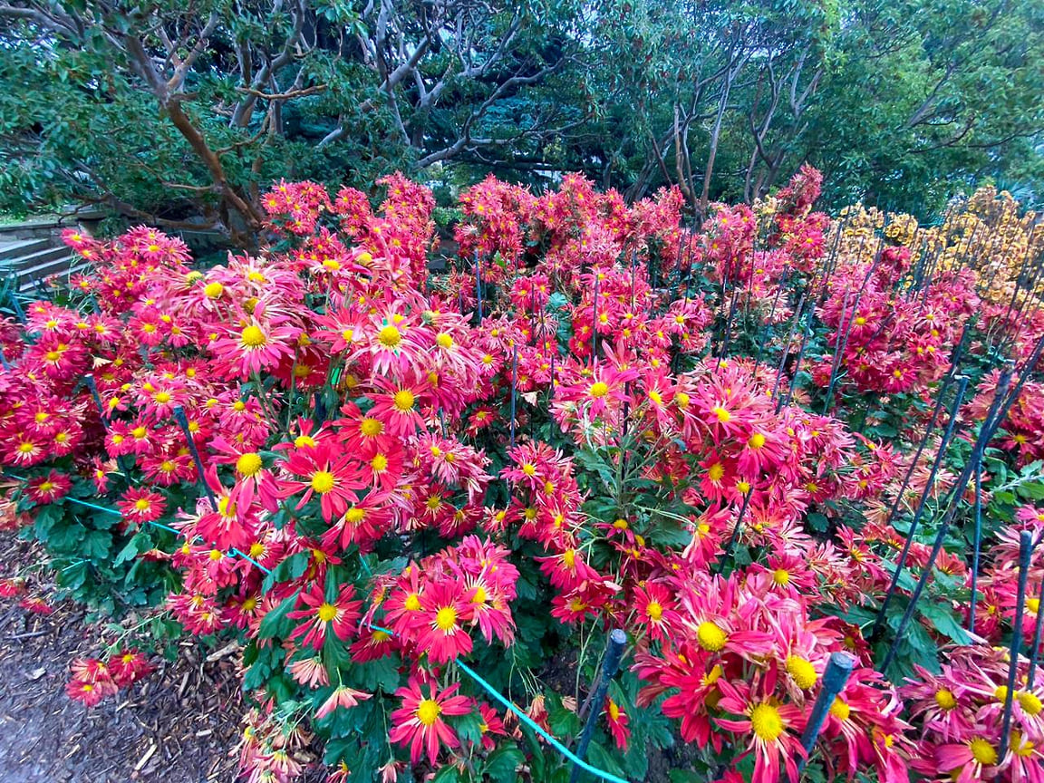 Хризантема садовая «Маков цвет»
