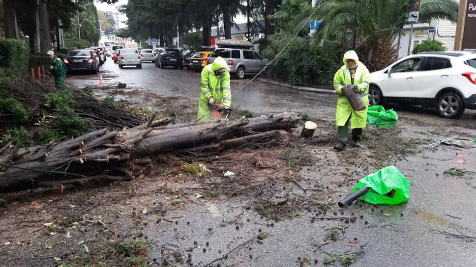 В ночь на 27 ноября в Сочи произошло падение деревьев и повреждение электролиний, столбов уличного освящения на 10 улицах Адлерского района