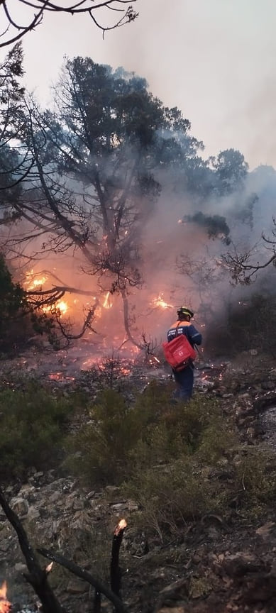 В Новороссийске ввели режим ЧС из-за лесных пожаров