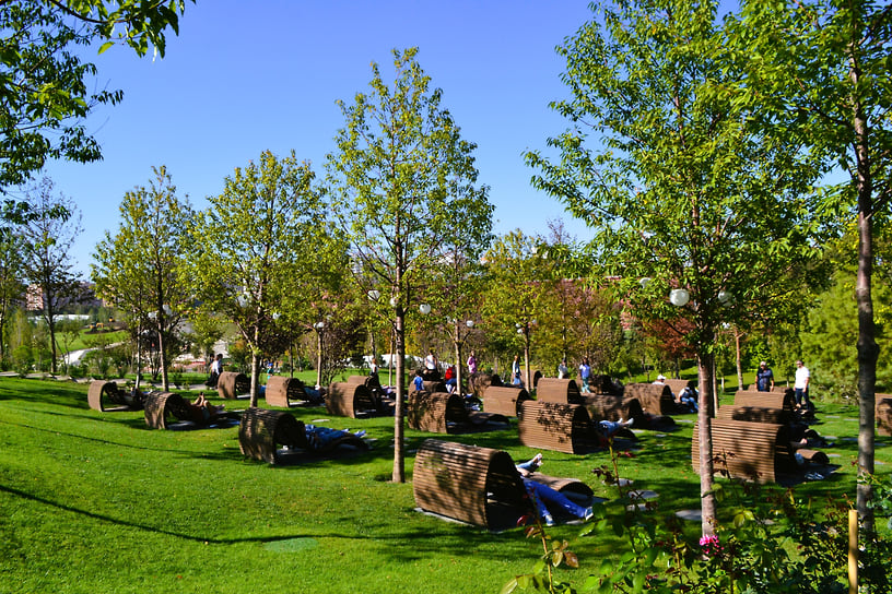 Установлены деревянные шезлонги, окруженные кустами роз