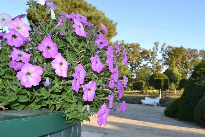 В начале сентябре в парке цветут петуньи