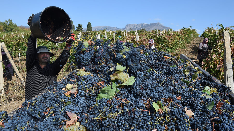 В 2021 году на территории Новороссийска было собрано 11,3 тыс. тонн винограда