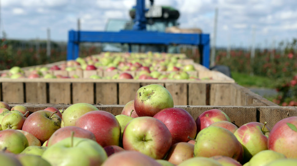 80% площади садовых и ягодных насаждений в Краснодарском крае занимают яблони