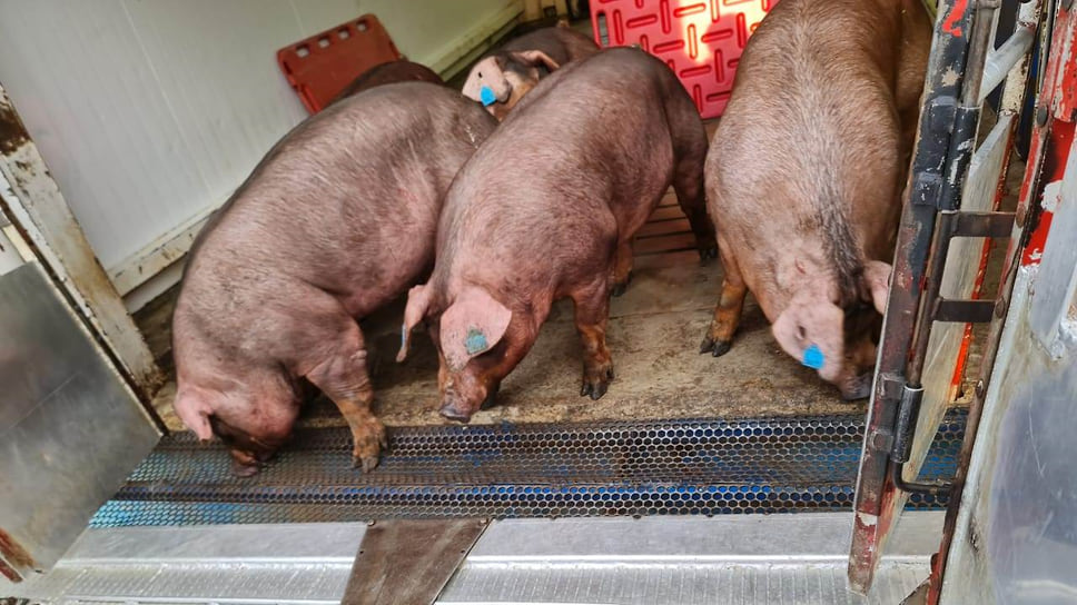Кубанские свиньи породы дюрок
