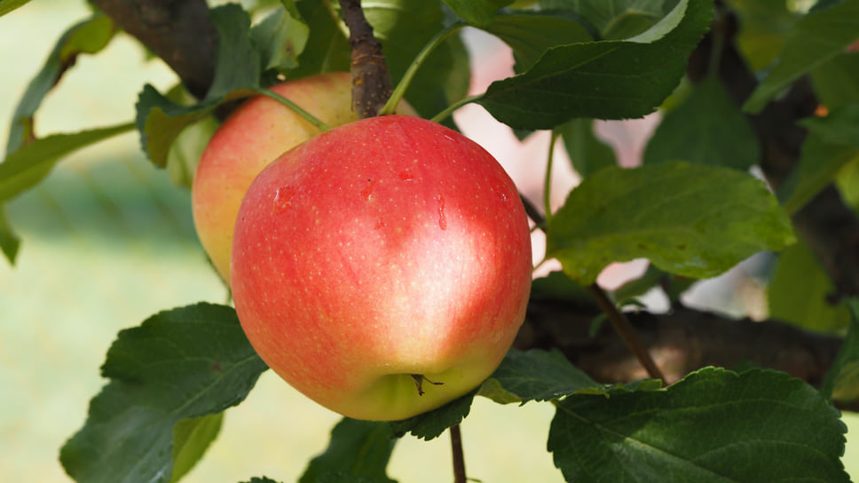 Яблоки являются одним из основных видов выращиваемой продукции в садоводстве на Кубани
