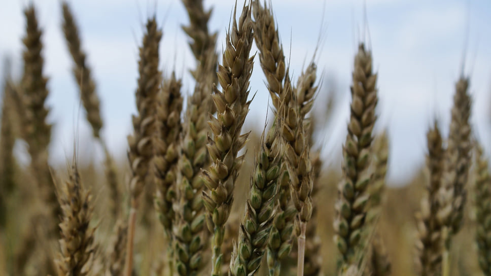 Озимые зерновые традиционно являются главными сельскохозяйственными культурами на Кубани