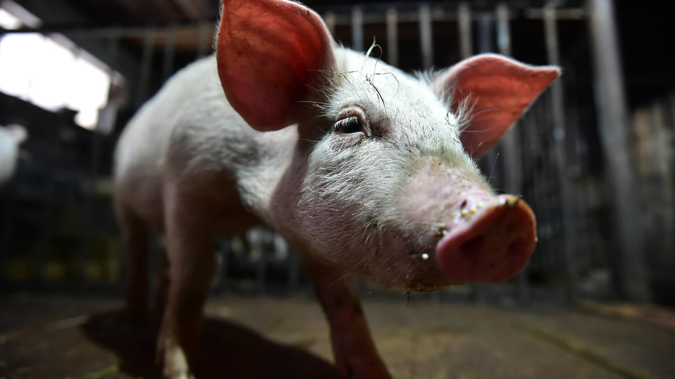 Ущерб свиноводам Кубани от вспышек АЧС в 2023 году эксперты оценивают в 500 млн рублей