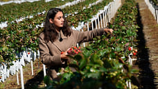 Холод в яблочко