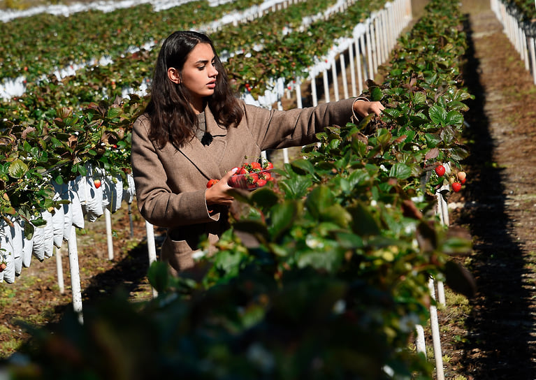 На Ставрополье плоды и ягоды выращивают 50 организаций