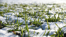 Удар ниже полиса