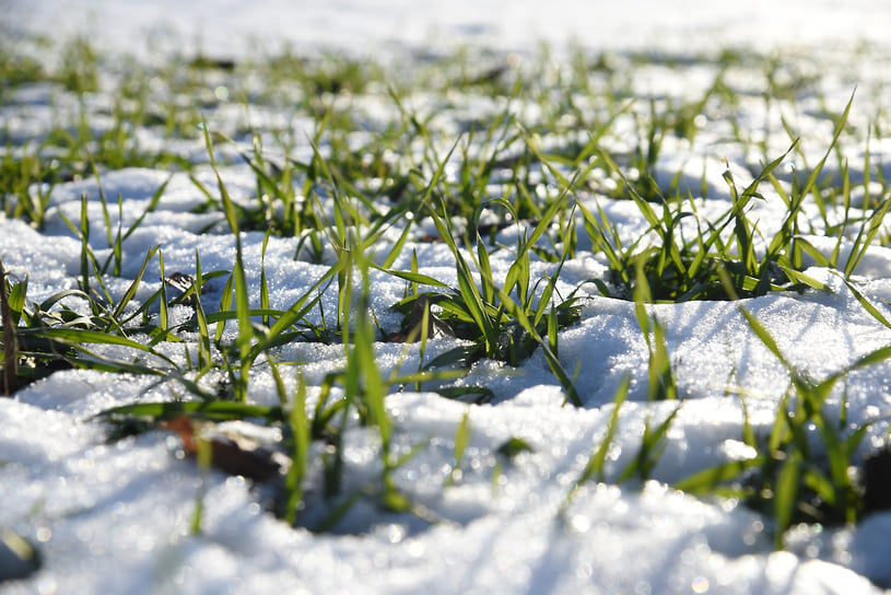 Агрострахование позволяет минимизировать убытки, вызванные непогодой, включая заморозки, град и засуху