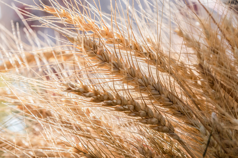 На Кубани валовой сбор зерновых и зернобобовых культур в 2025 году сократился на 22,6% 