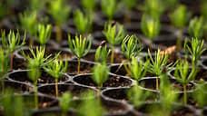 Segezha Group продолжает развивать климатические и карбоновые проекты