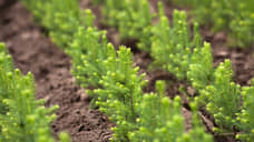 Segezha Group увеличивает площади восстанавливаемых лесов в Красноярском крае