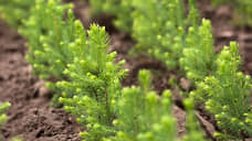 Segezha Group сохраняет биоразнообразие лесов