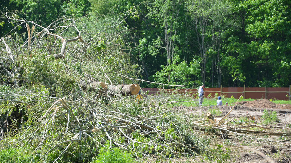 Застройщику, вырубившему деревья рядом с Щелоковским хутором, вероятно придется заплатить штраф