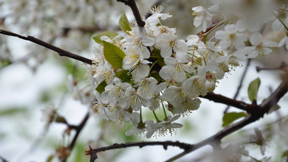Цветы яблони во время снегопада в мае в Нижнем Новгороде