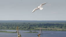 Отстрел чаек в Нижегородской области ограничат зонами птицефабрик
