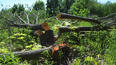 Полиция начала проверку из-за вырубки деревьев на границе с Щелоковским хутором