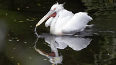 Неизвестный расстрелял кудрявого пеликана из нижегородского зоопарка «Лимпопо»