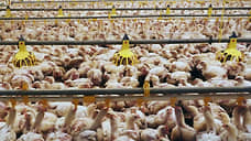 Россельхознадзор сообщил об антибиотиках в продукции птицефабрики «Павловская»