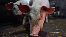 Нижегородцев просят самостоятельно не сжигать трупы свиней с вирусом АЧС