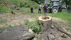 Из-за новой канатной дороги в Нижнем Новгороде вырубят 1,3 тысячи деревьев