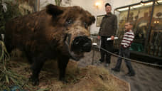 В Нижегородской области из-за африканской чумы свиней начался отстрел кабанов