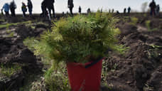 Более 300 тысяч сеянцев деревьев высадили в Нижегородской области в 2024 году