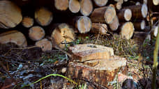 Бывший руководитель нижегородского лесничества стал «черным лесорубом»